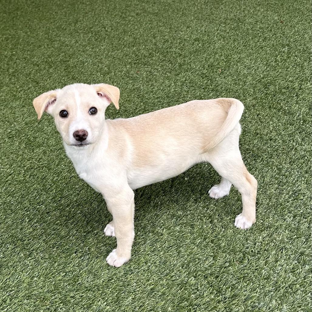 Butterscotch thumbnail 3