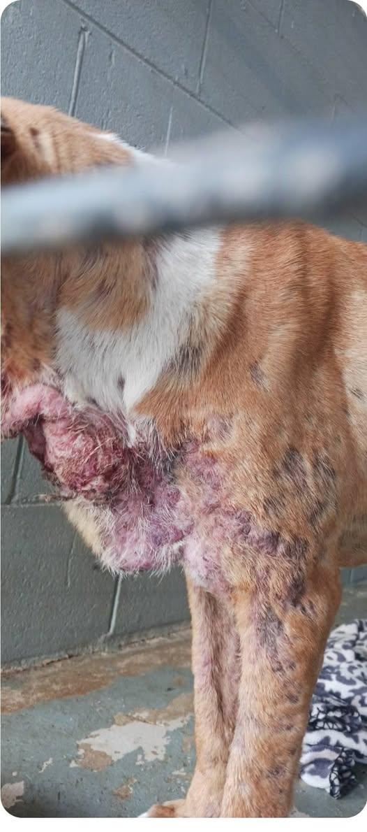 Enlarge Ava, a ADOPTABLE mixed breed in Paramus, NJ image 5/6