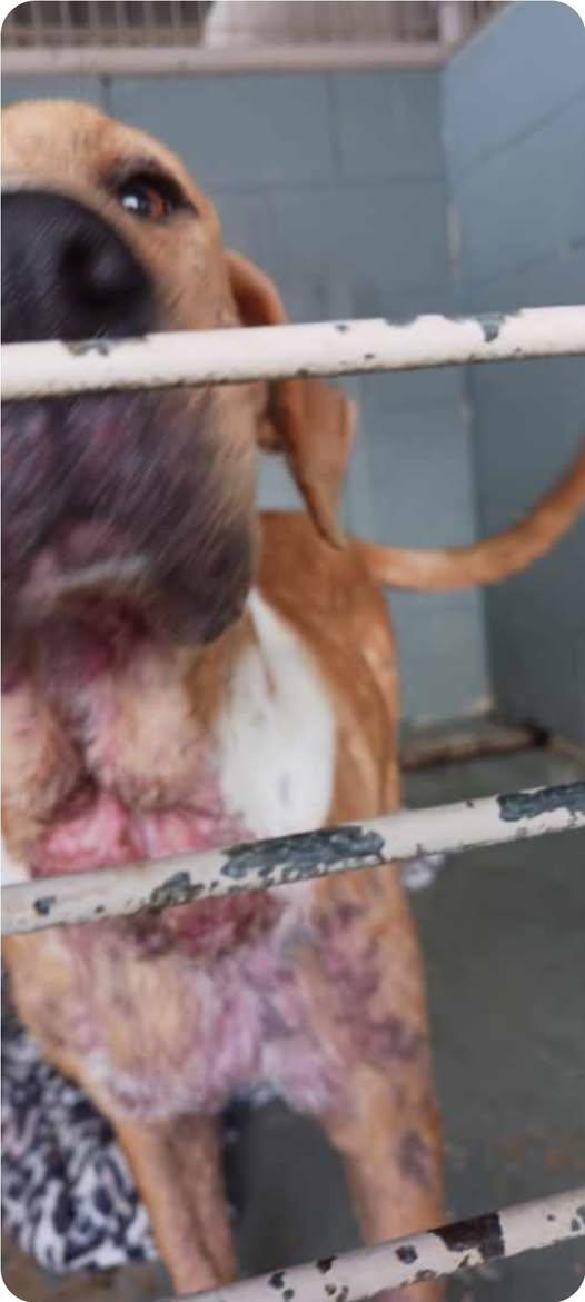 Enlarge Ava, a ADOPTABLE mixed breed in Paramus, NJ image 6/6