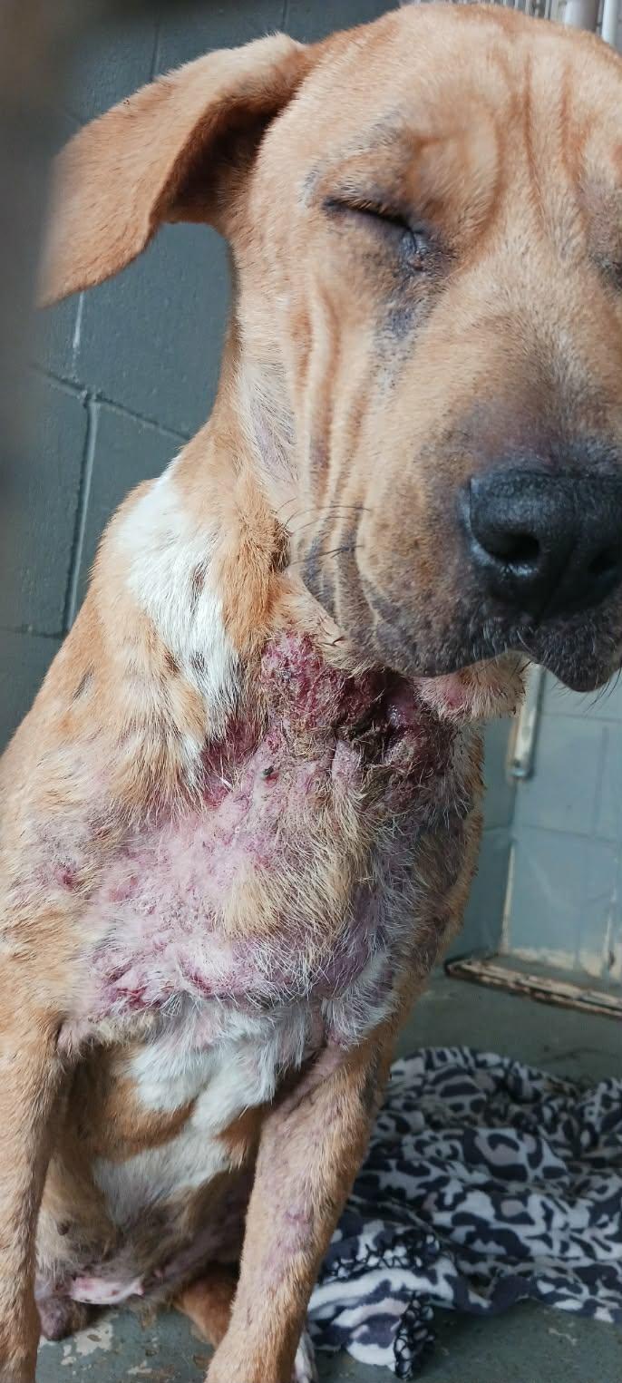 Enlarge Ava, a ADOPTABLE mixed breed in Paramus, NJ image 4/6