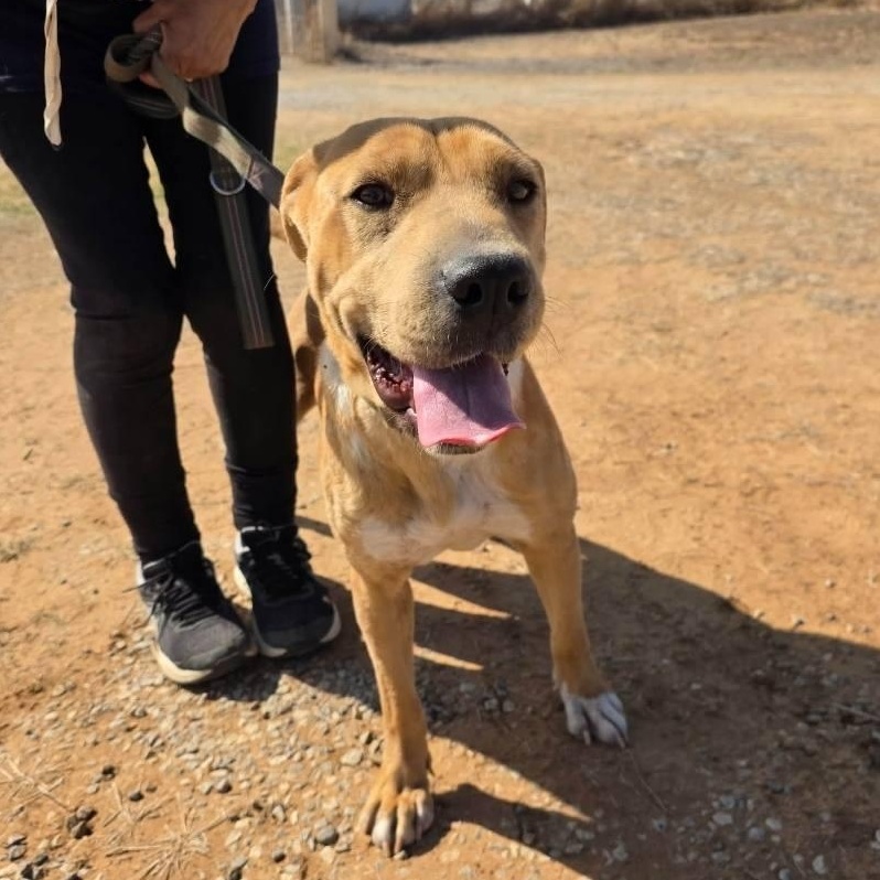 Ava, ADOPTABLE, Young Female Hound.