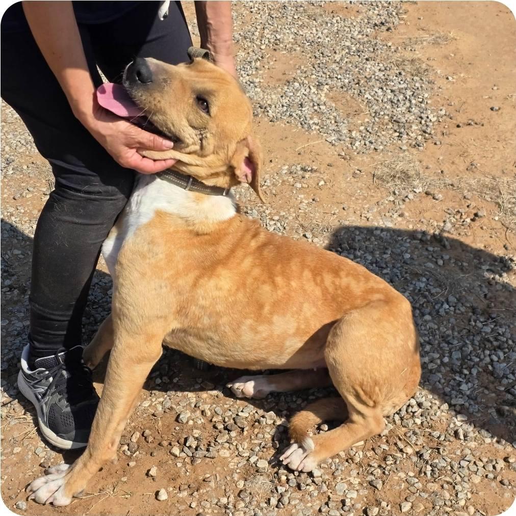 Enlarge Ava, a ADOPTABLE mixed breed in Paramus, NJ image 2/6