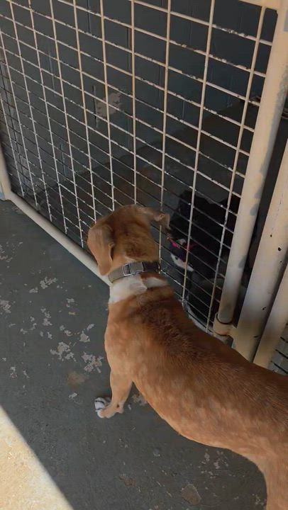 Enlarge Ava, a ADOPTABLE mixed breed in Paramus, NJ video 3/6