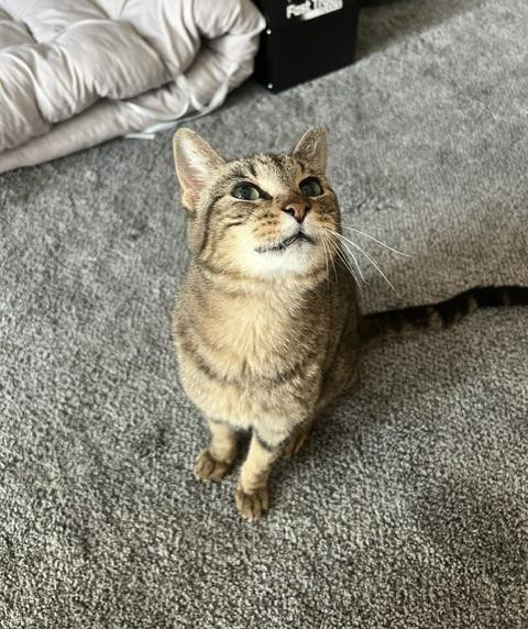 Enlarge Bebe, a Adoptable Domestic Short Hair in Hudson, NH image 1/3