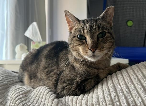 Enlarge Bebe, a Adoptable Domestic Short Hair in Hudson, NH image 2/3