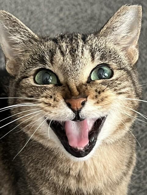 Enlarge Bebe, a Adoptable Domestic Short Hair in Hudson, NH image 3/3