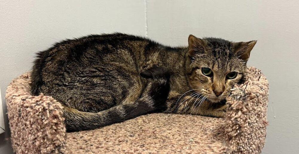 Bebe, Adoptable, Senior Female Domestic Short Hair.
