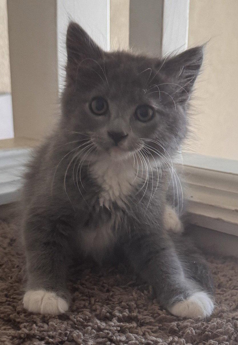 Gucci, Adoptable, Kitten Male Domestic Long Hair.