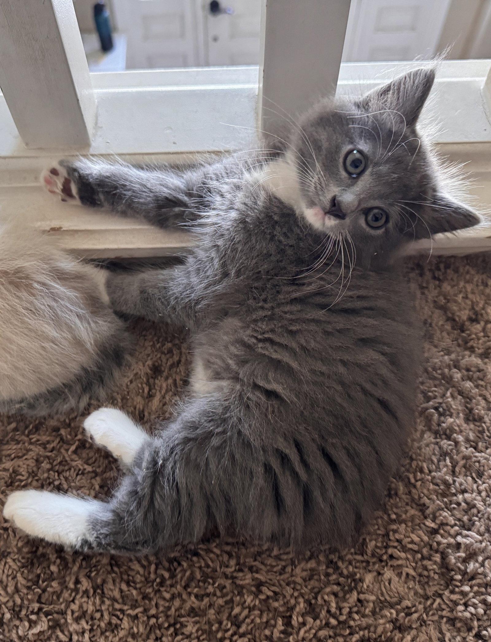 Enlarge Gucci, a Adoptable Domestic Long Hair in San Jose, CA image 2/3