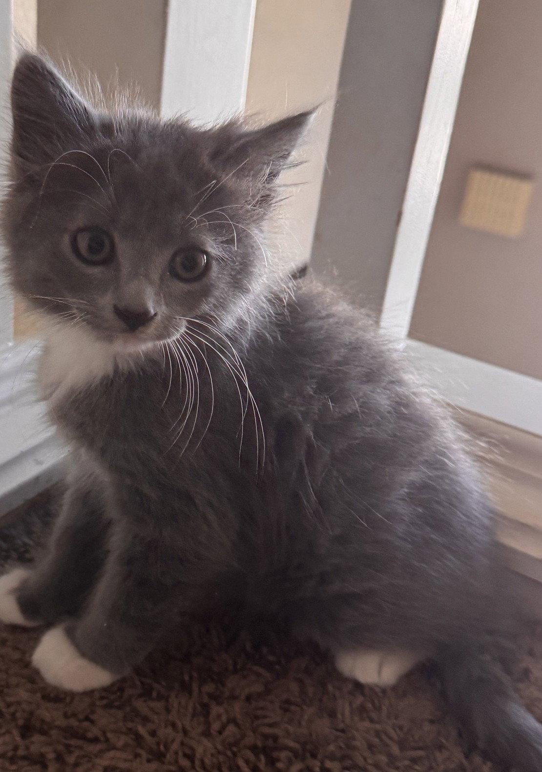 Enlarge Gucci, a Adoptable Domestic Long Hair in San Jose, CA image 3/3