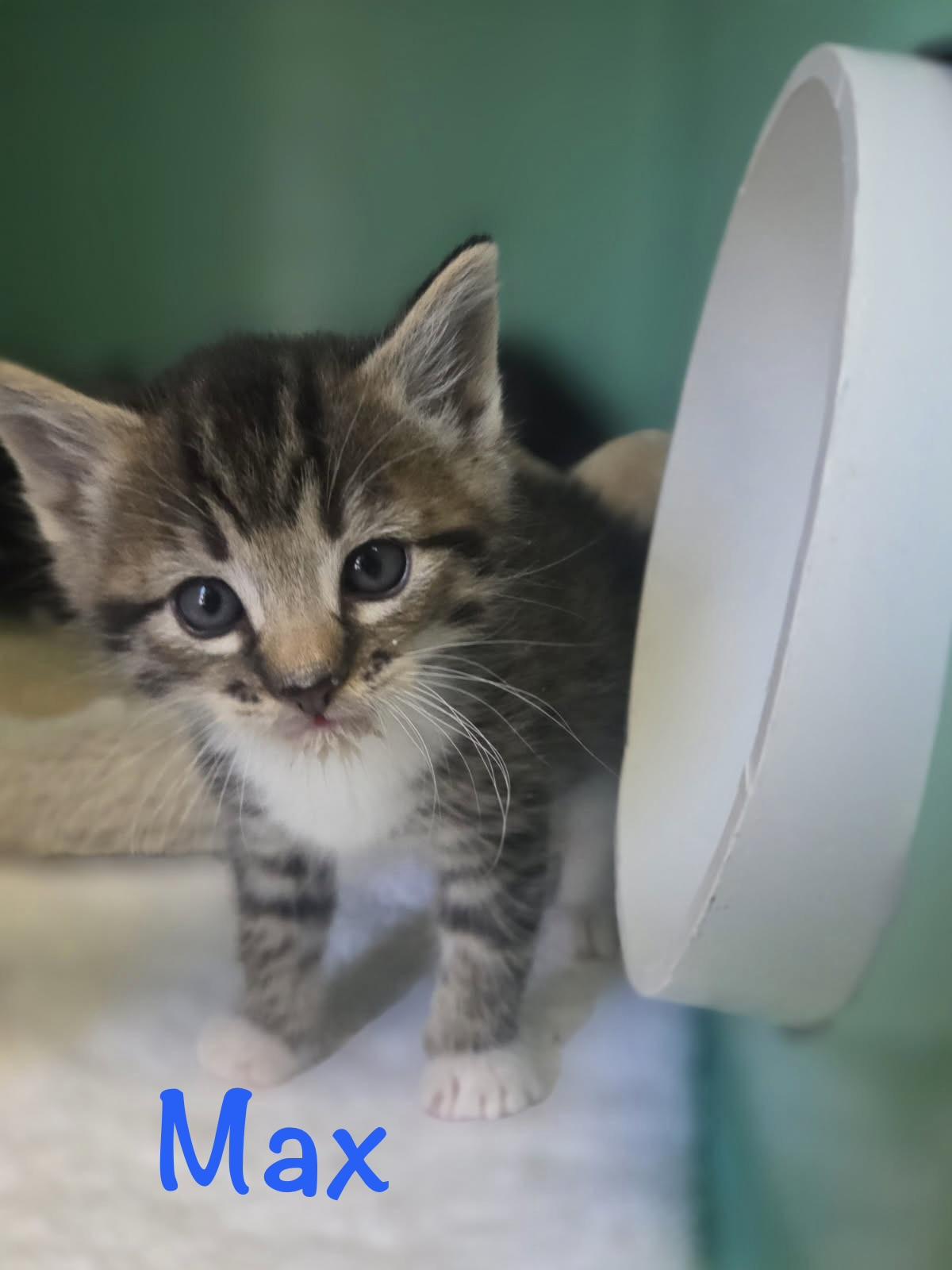 Enlarge Max, a ADOPTABLE Tabby in Crescent City, CA image 1/1