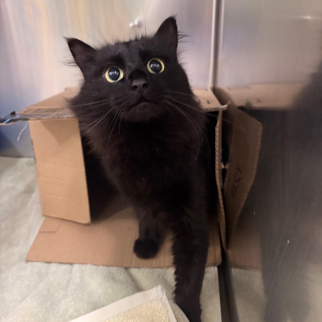 Costco, Adoptable, Adult Female Domestic Long Hair.