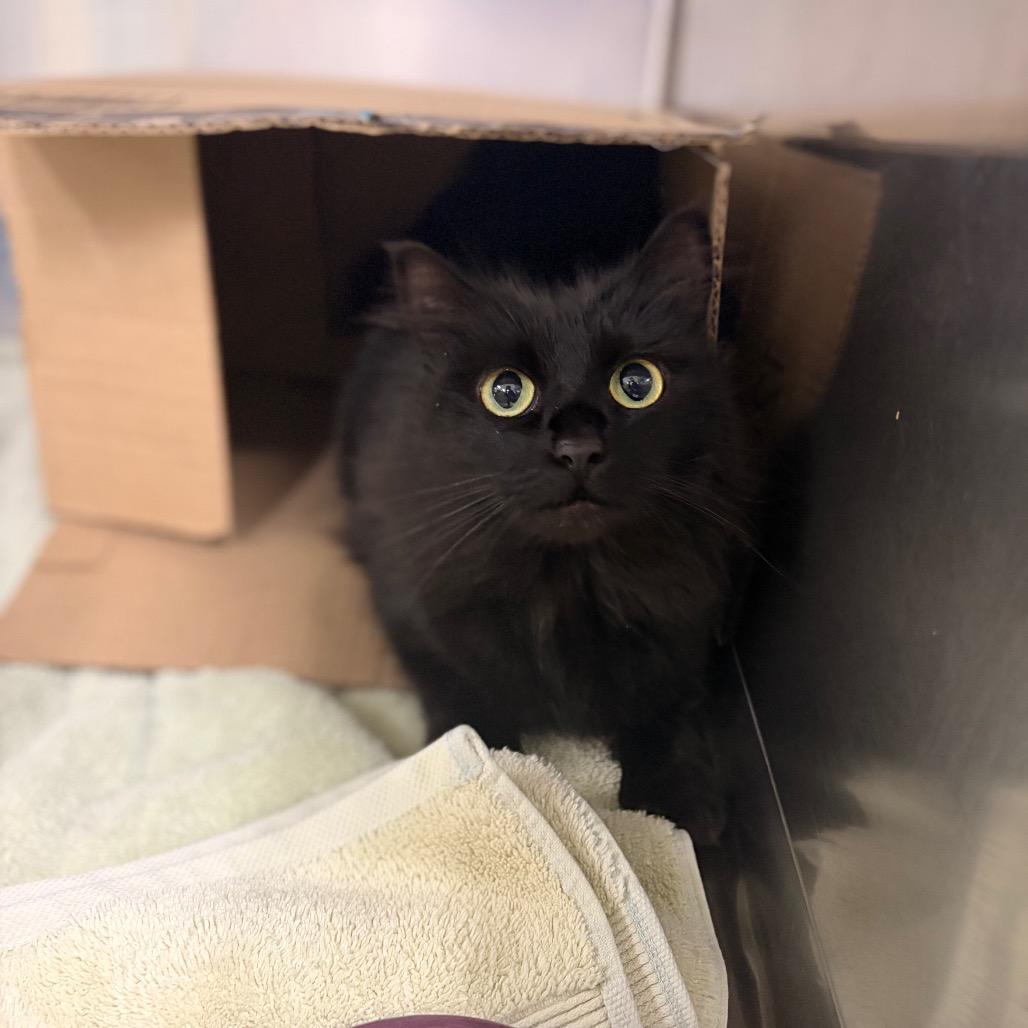 Enlarge Costco, a Adoptable Domestic Long Hair in Spokane, WA image 3/3