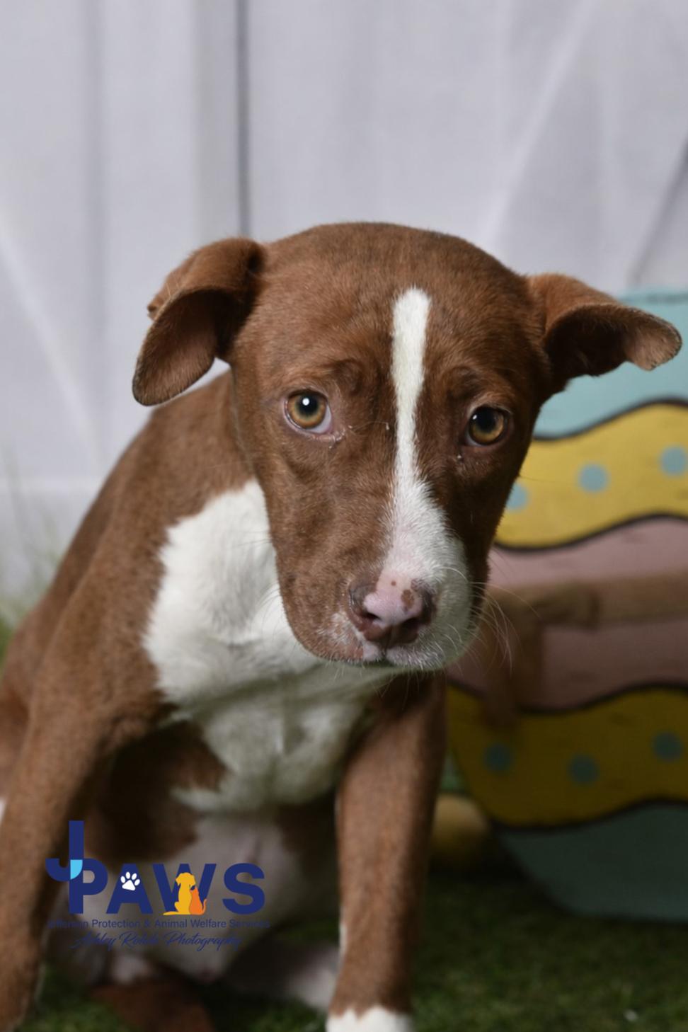 Enlarge Burnadette 60246557, a ADOPTABLE Pit Bull Terrier in Harvey , LA image 1/2