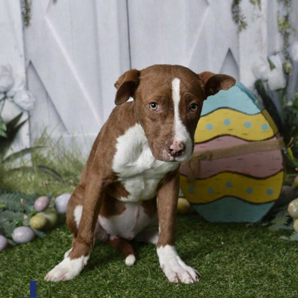 Enlarge Burnadette 60246557, a ADOPTABLE Pit Bull Terrier in Harvey , LA image 2/2