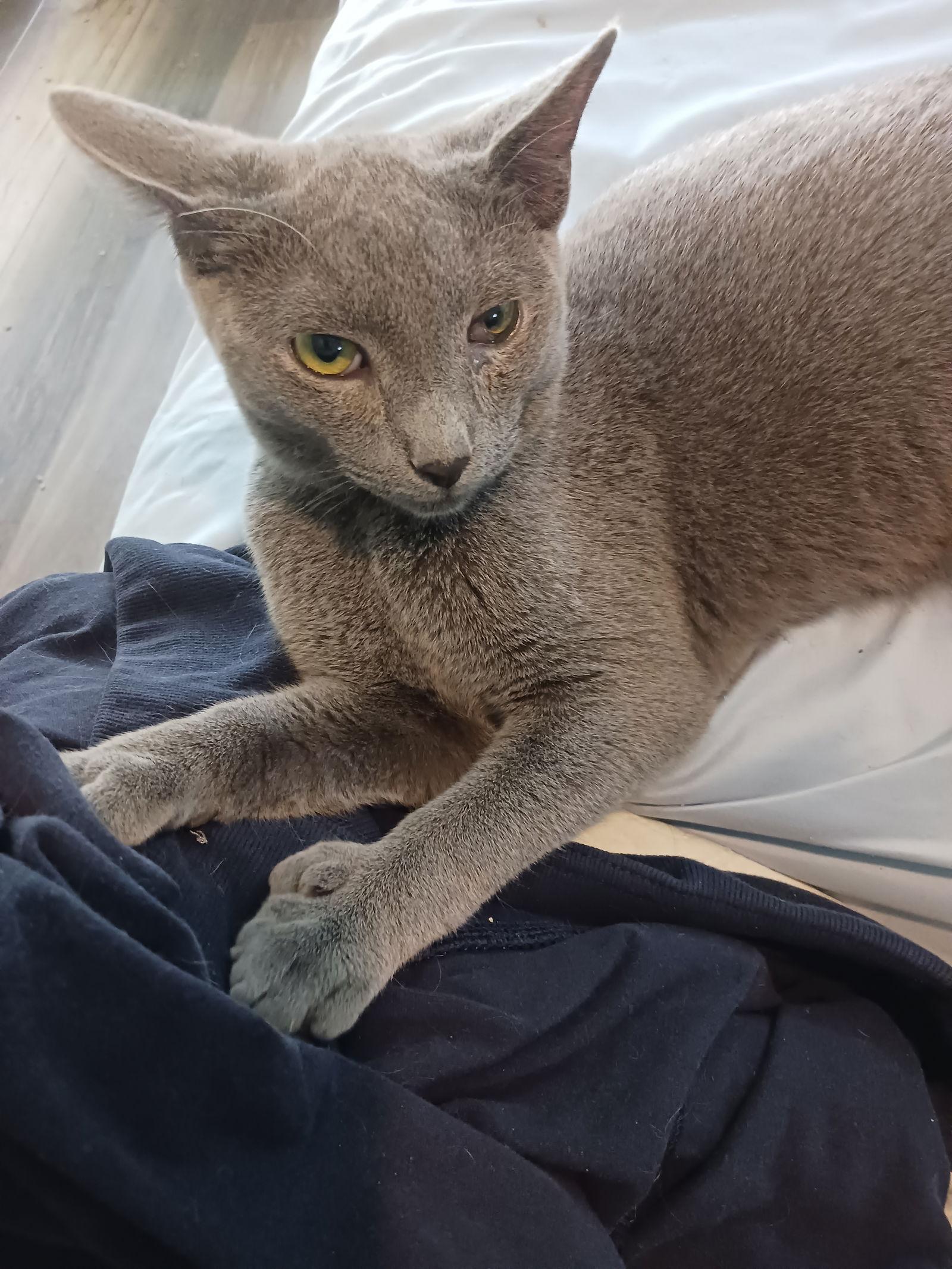 Smokey (2738), Adoptable, Young Male Extra-Toes Cat / Hemingway Polydactyl & Domestic Short Hair.