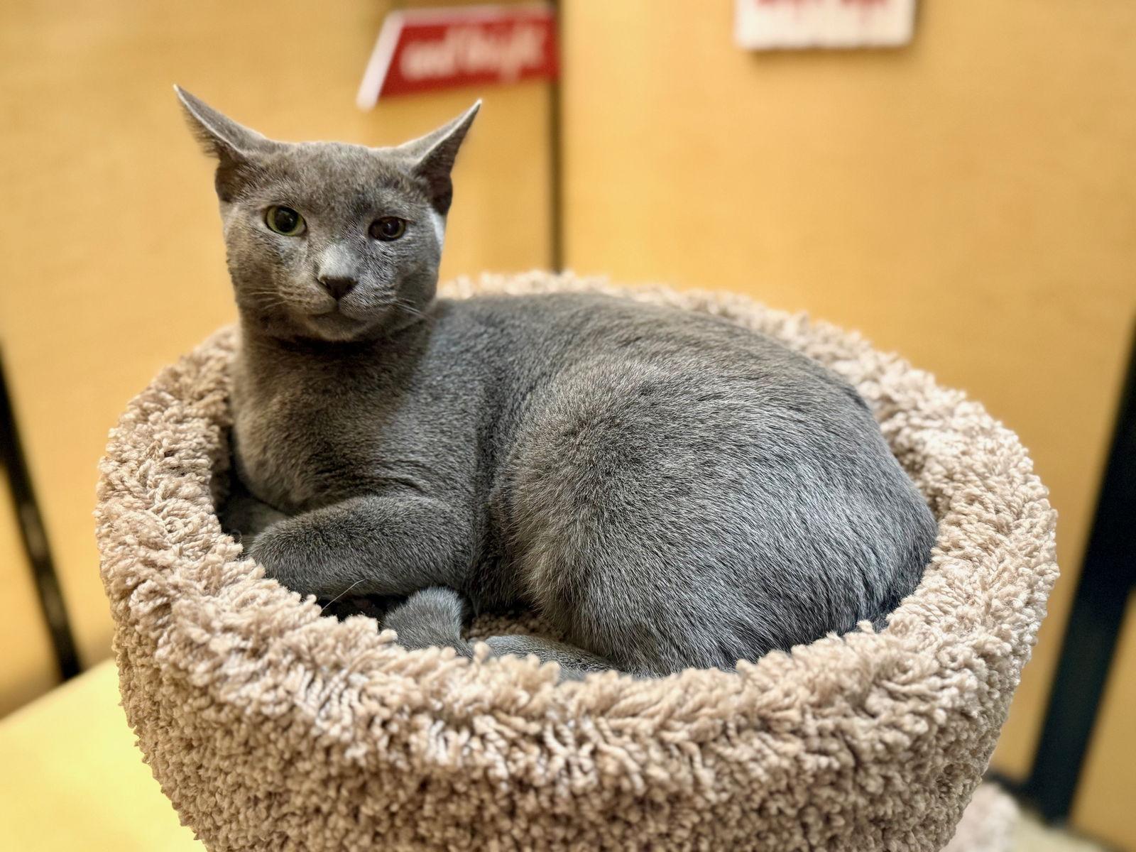 Smokey (2738), a Adoptable mixed breed in Wesley Chapel, FL image 2/3