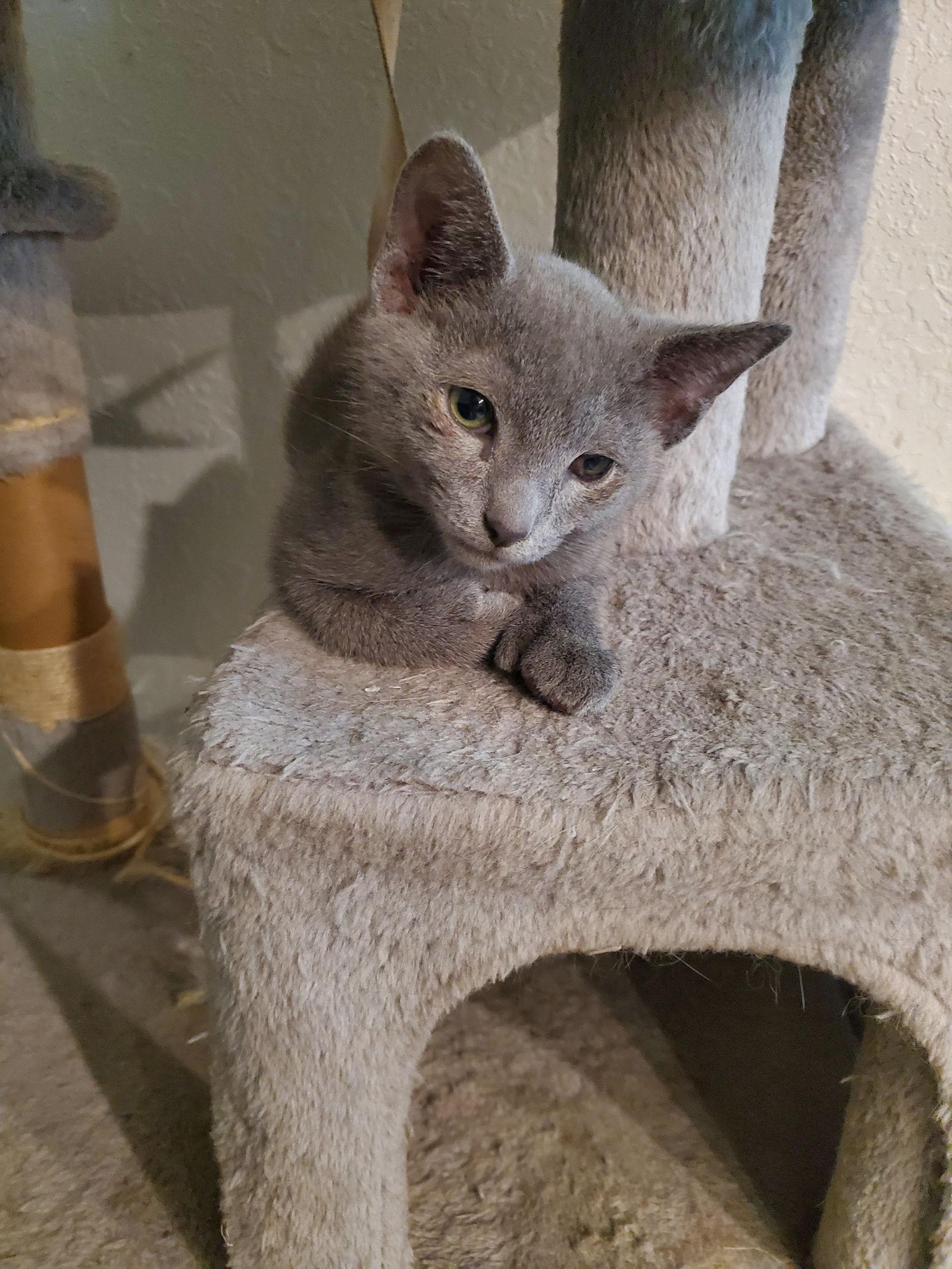 Smokey (2738), a Adoptable mixed breed in Wesley Chapel, FL image 3/3