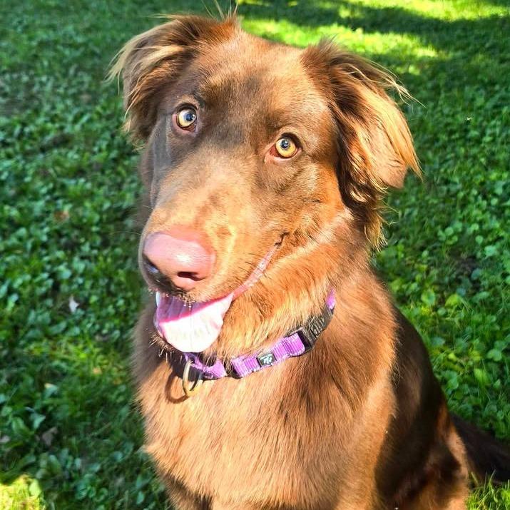 Millie, a Adoptable mixed breed in Memphis, TN image 1/6