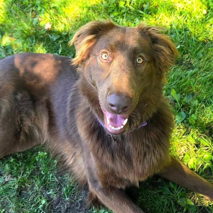 Millie, a Adoptable mixed breed in Memphis, TN image 2/6