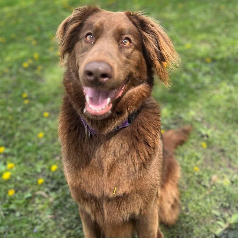 Millie, a Adoptable mixed breed in Memphis, TN image 3/6