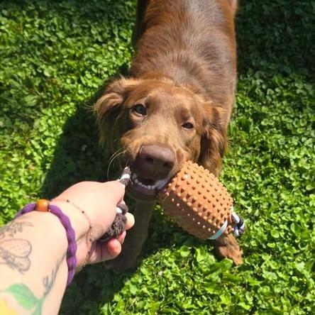 Millie, a Adoptable mixed breed in Memphis, TN image 5/6