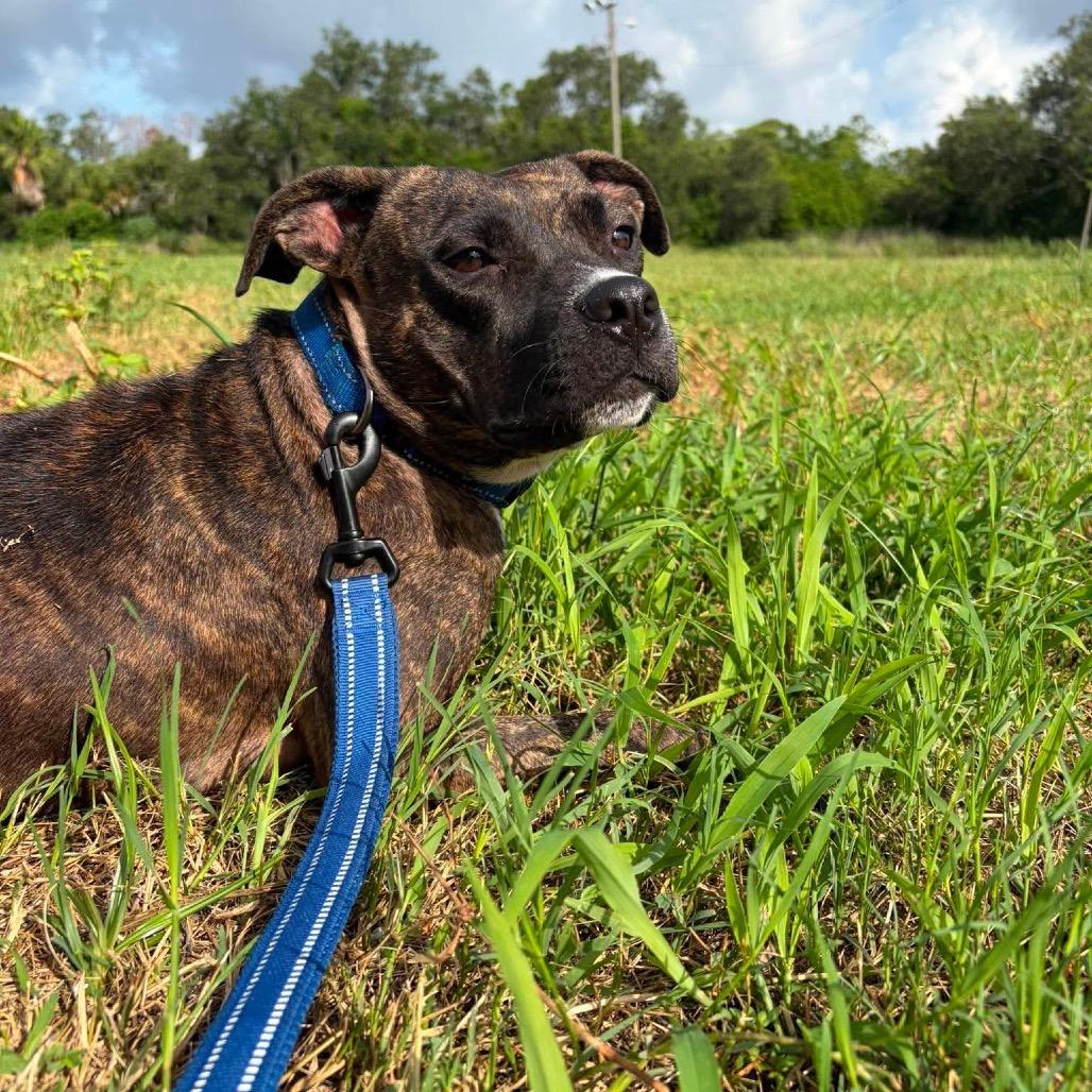 Raelynn, Adoptable, Young Female Bull Terrier & Mixed Breed.