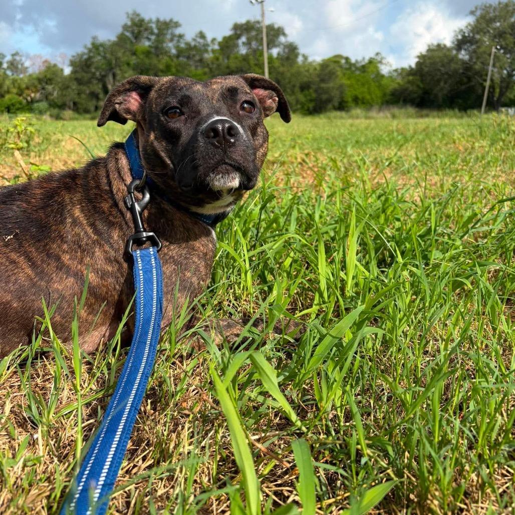 Enlarge Raelynn, a Adoptable mixed breed in Seminole, FL image 2/6