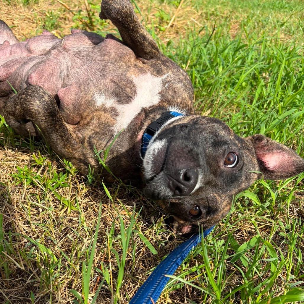 Enlarge Raelynn, a Adoptable mixed breed in Seminole, FL image 1/4
