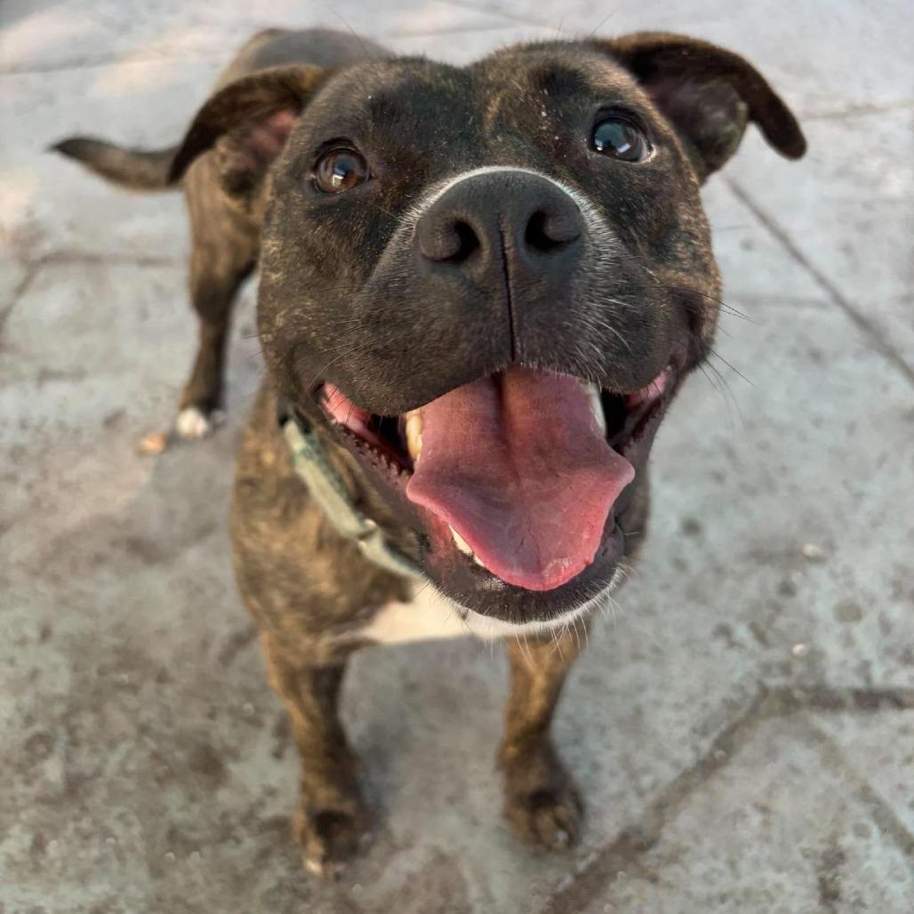 Enlarge Raelynn, a Adoptable mixed breed in Seminole, FL image 2/4
