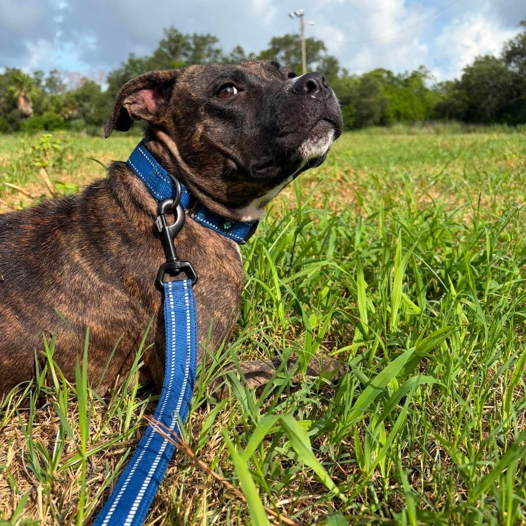 Enlarge Raelynn, a Adoptable mixed breed in Seminole, FL image 3/6