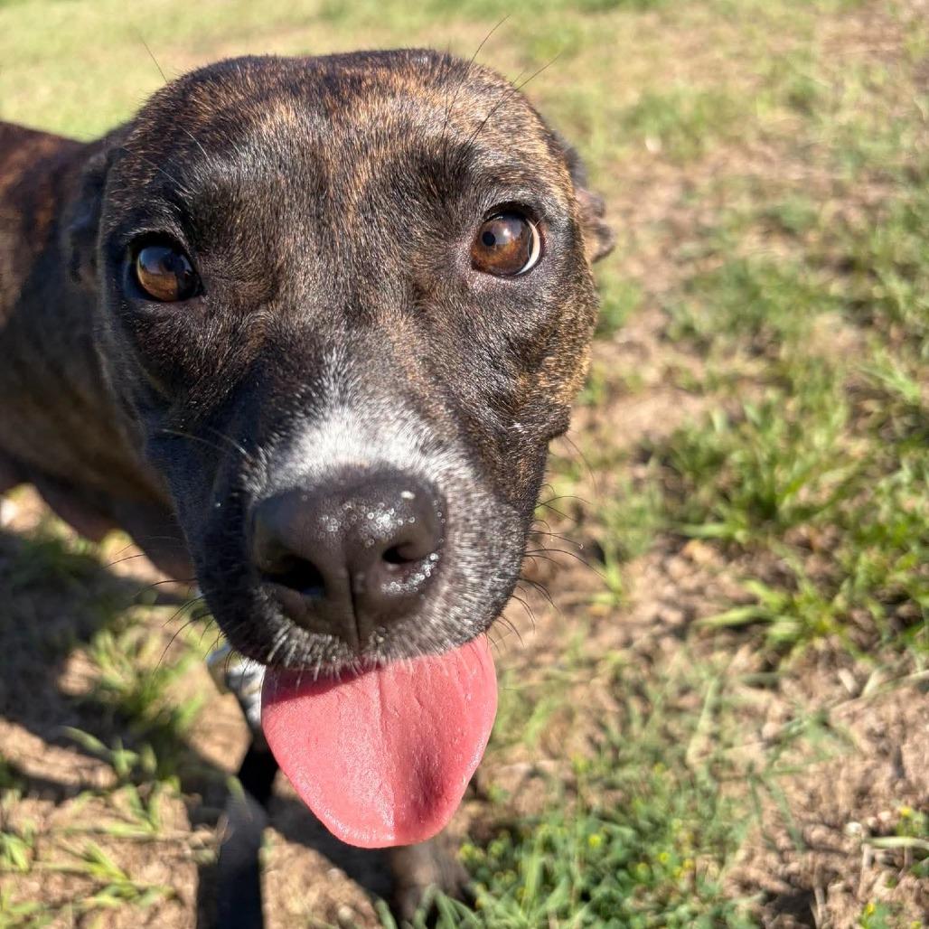 Raelynn, Adoptable, Young Female Bull Terrier & Mixed Breed.