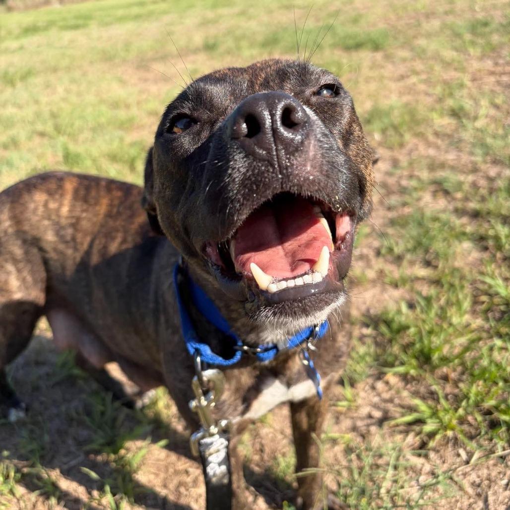 Enlarge Raelynn, a Adoptable mixed breed in Seminole, FL image 2/2