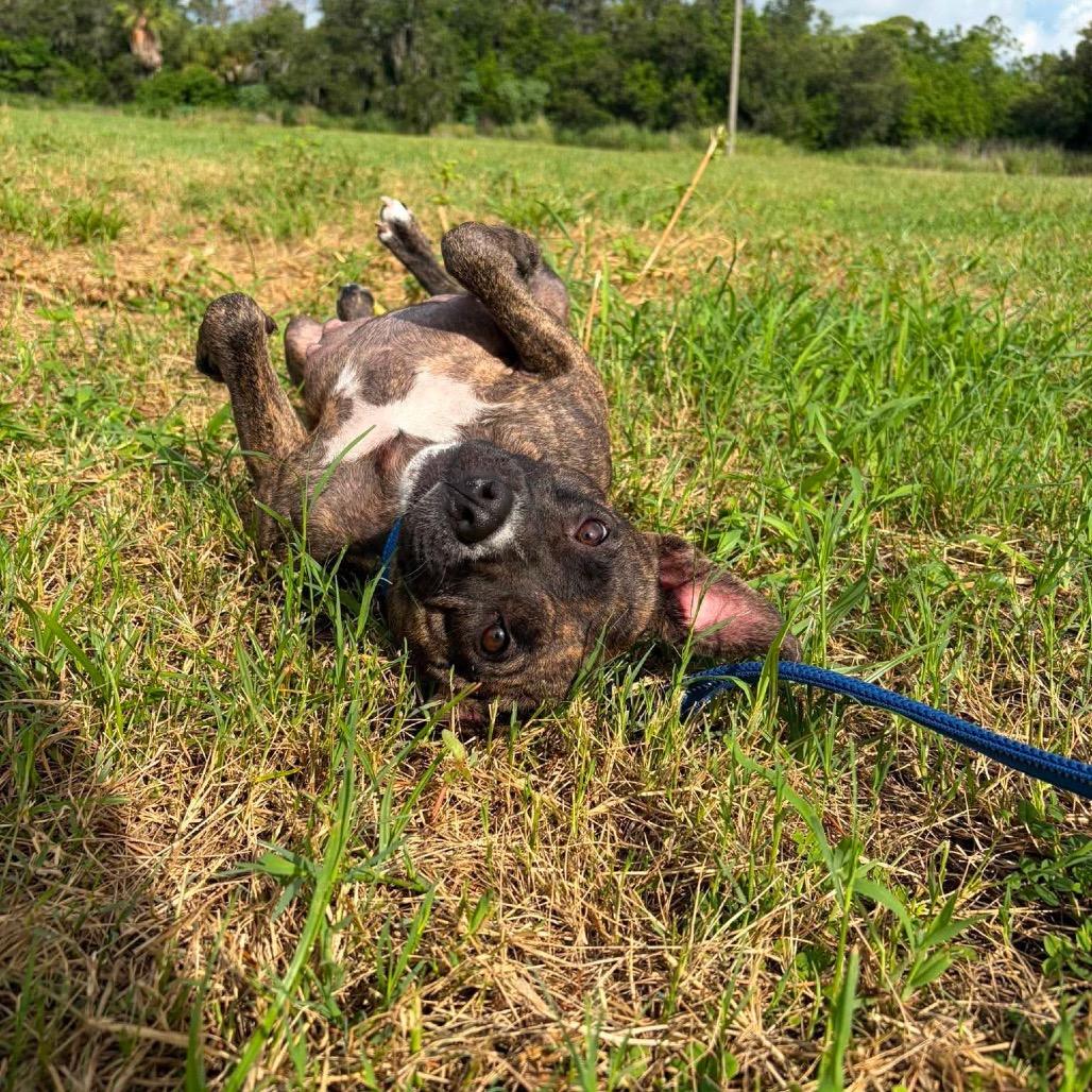Enlarge Raelynn, a Adoptable mixed breed in Seminole, FL image 6/6