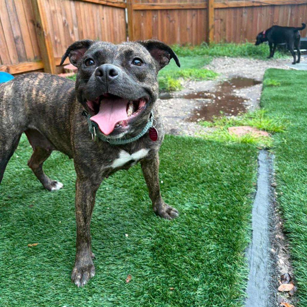 Enlarge Raelynn, a Adoptable mixed breed in Seminole, FL image 3/4