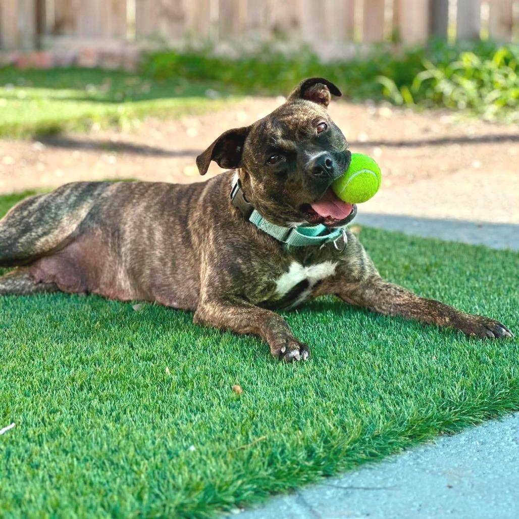 Enlarge Raelynn, a Adoptable mixed breed in Seminole, FL image 4/4
