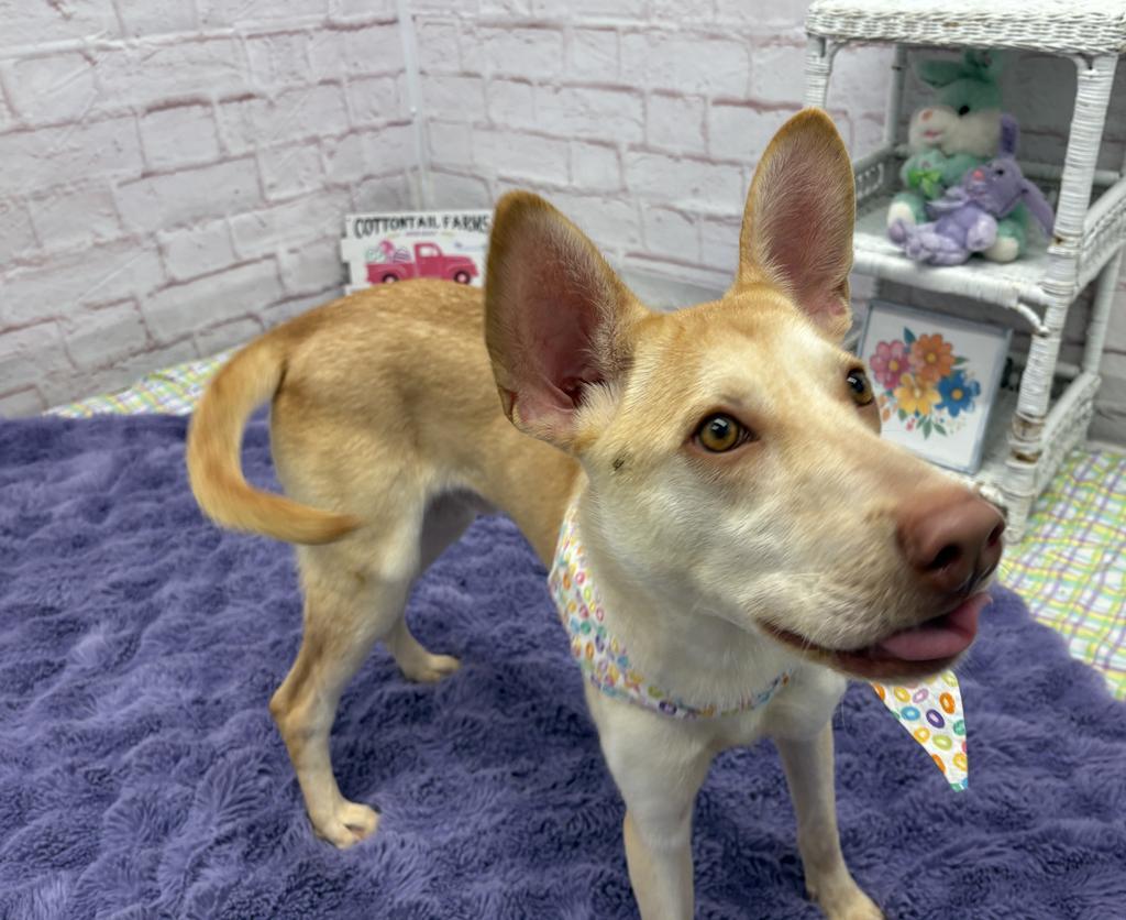 Enlarge Ivory Nest, a Adoptable mixed breed in Detroit, MI image 1/6