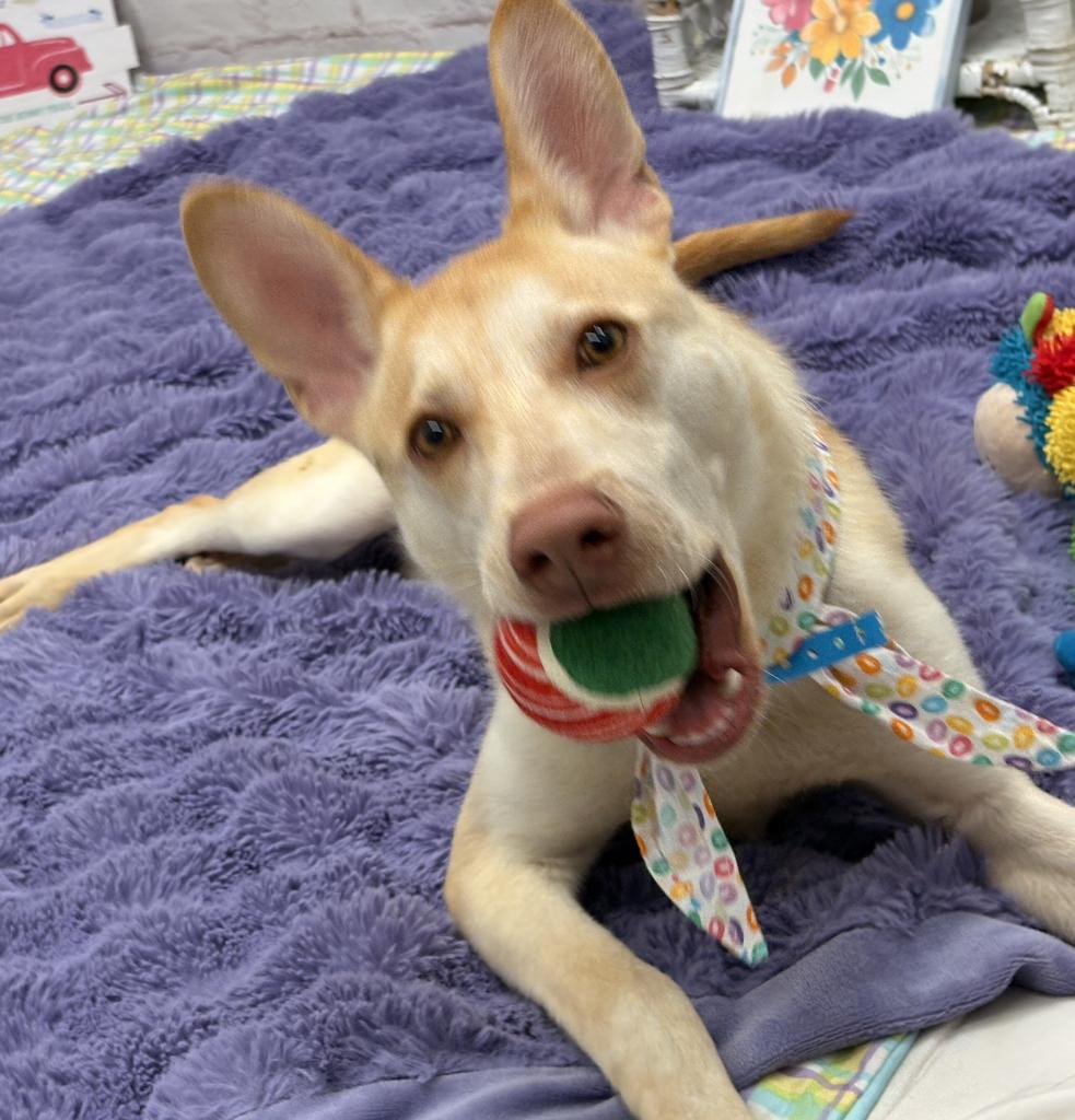 Enlarge Ivory Nest, a Adoptable mixed breed in Detroit, MI image 2/6