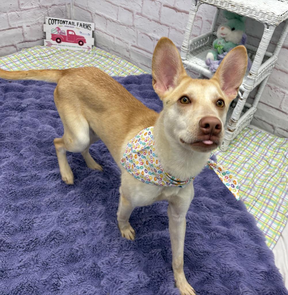 Enlarge Ivory Nest, a Adoptable mixed breed in Detroit, MI image 3/6