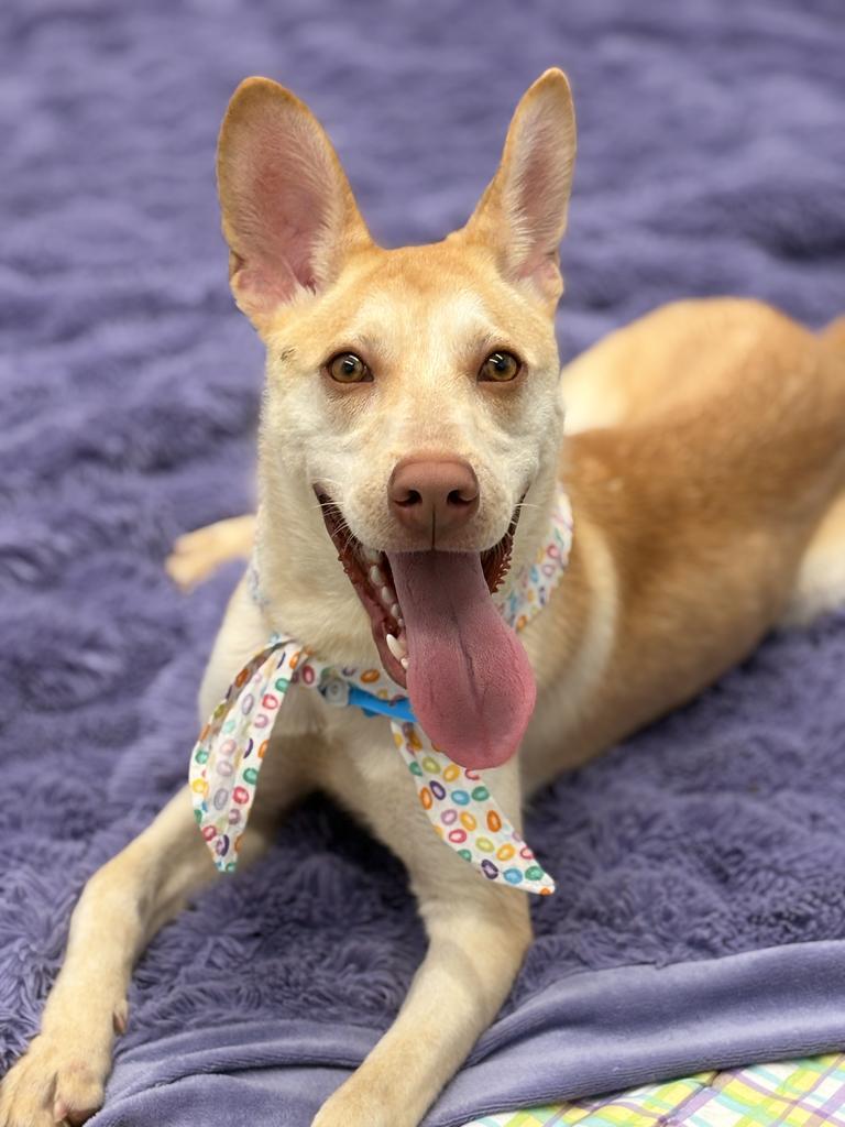 Enlarge Ivory Nest, a Adoptable mixed breed in Detroit, MI image 4/6