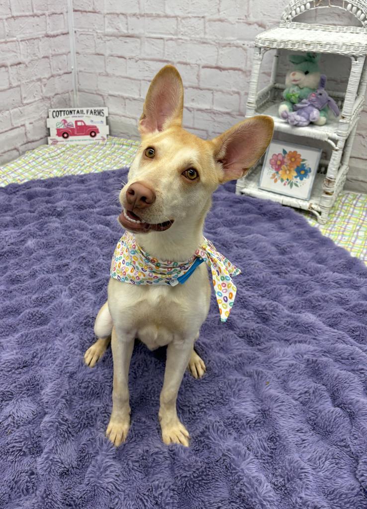 Enlarge Ivory Nest, a Adoptable mixed breed in Detroit, MI image 5/6