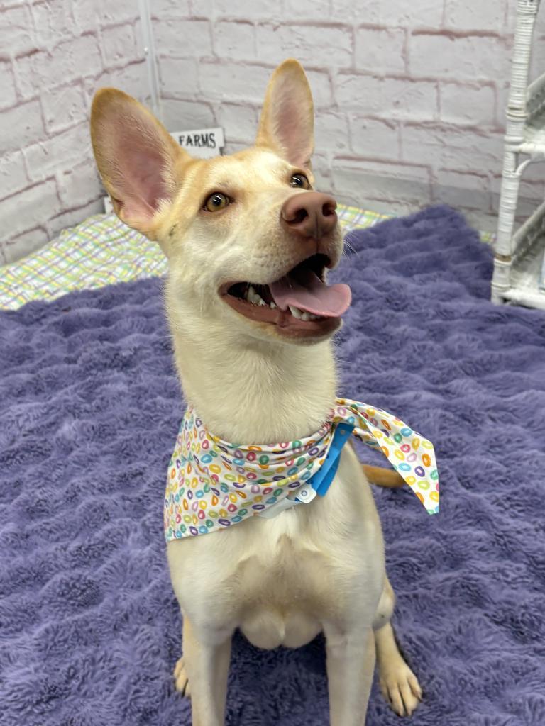 Enlarge Ivory Nest, a Adoptable mixed breed in Detroit, MI image 6/6