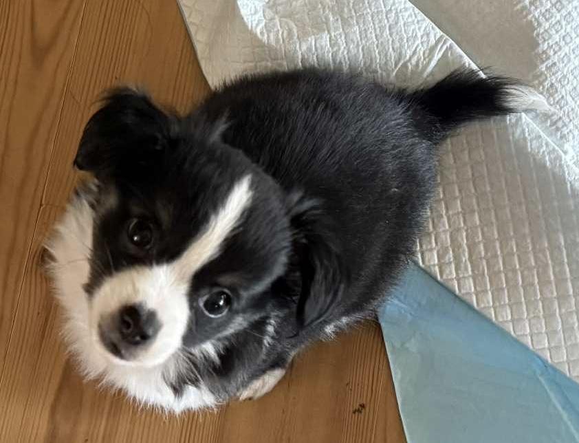 Indian Jones (Indi), Adopted, Young Male Chihuahua.