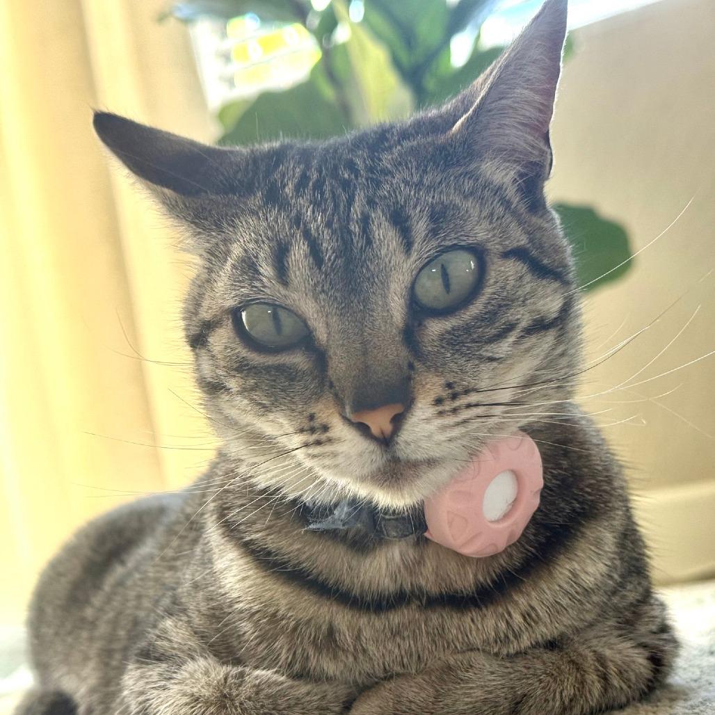 *** Chipa, Adoptable, Adult Female Domestic Short Hair.