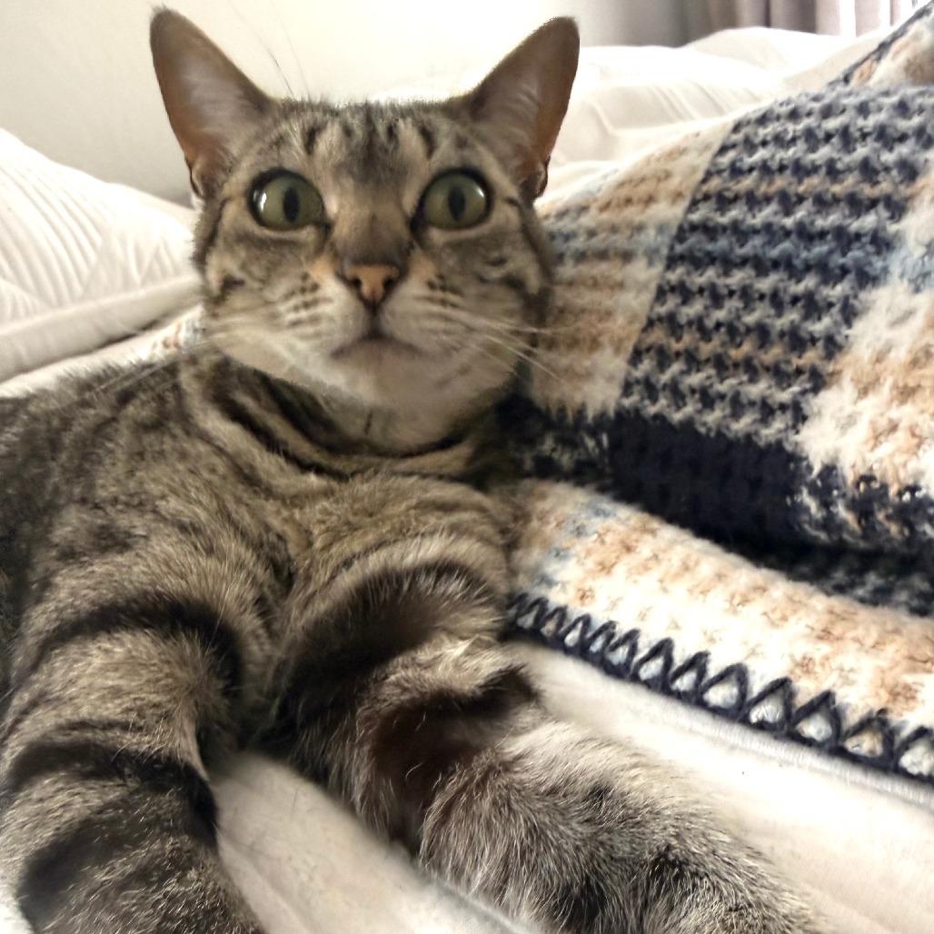 Enlarge *** Chipa, a Adoptable Domestic Short Hair in Oceanside, CA image 2/4