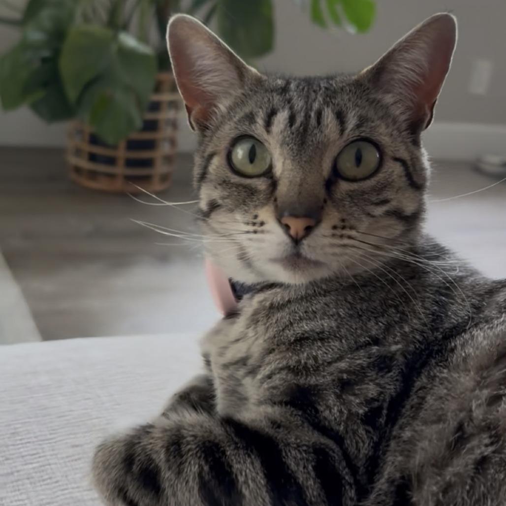 Enlarge *** Chipa, a Adoptable Domestic Short Hair in Oceanside, CA image 3/4
