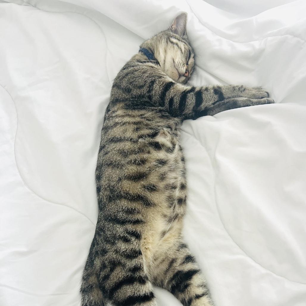 Enlarge *** Chipa, a Adoptable Domestic Short Hair in Oceanside, CA image 4/4