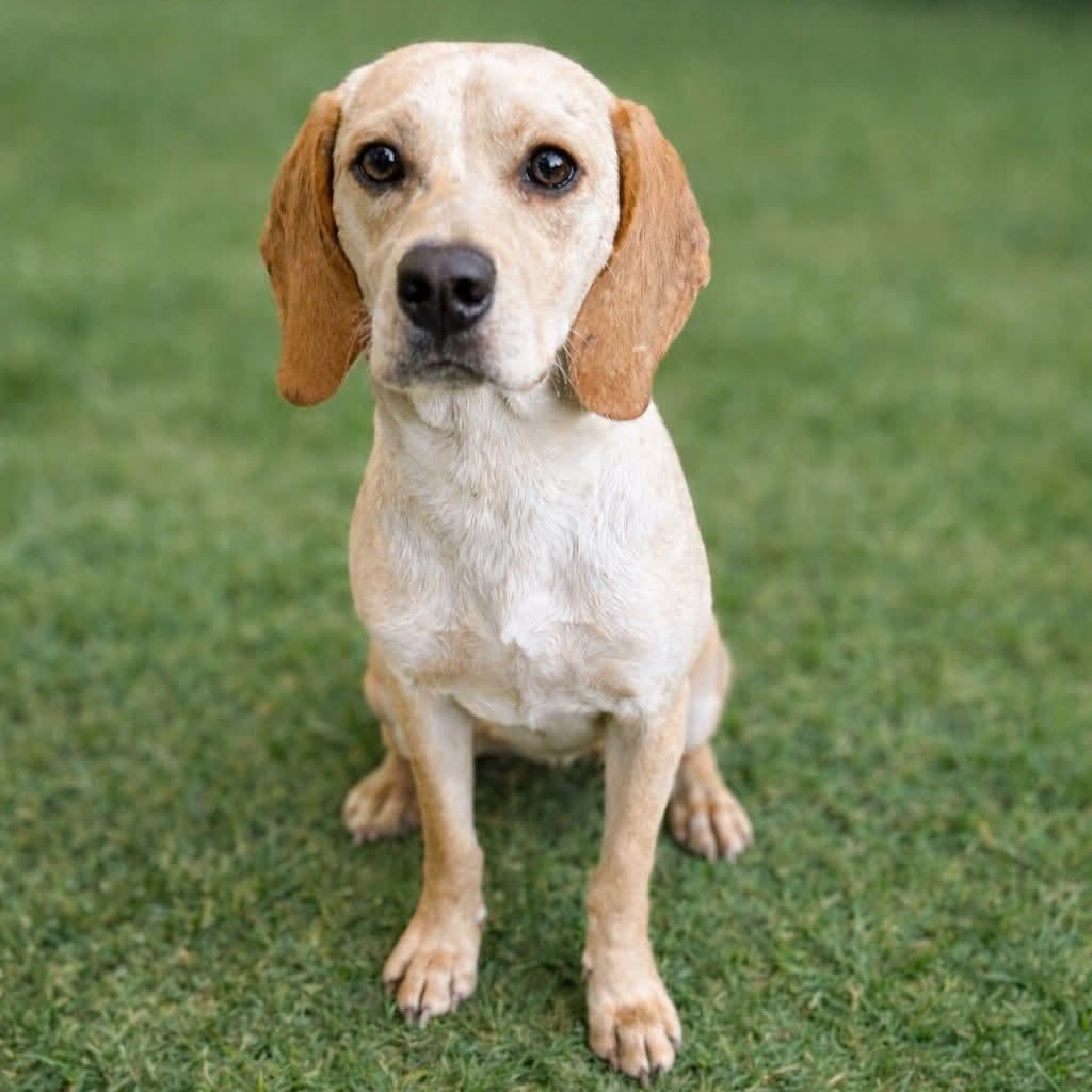 Arlo — thumbnail 3