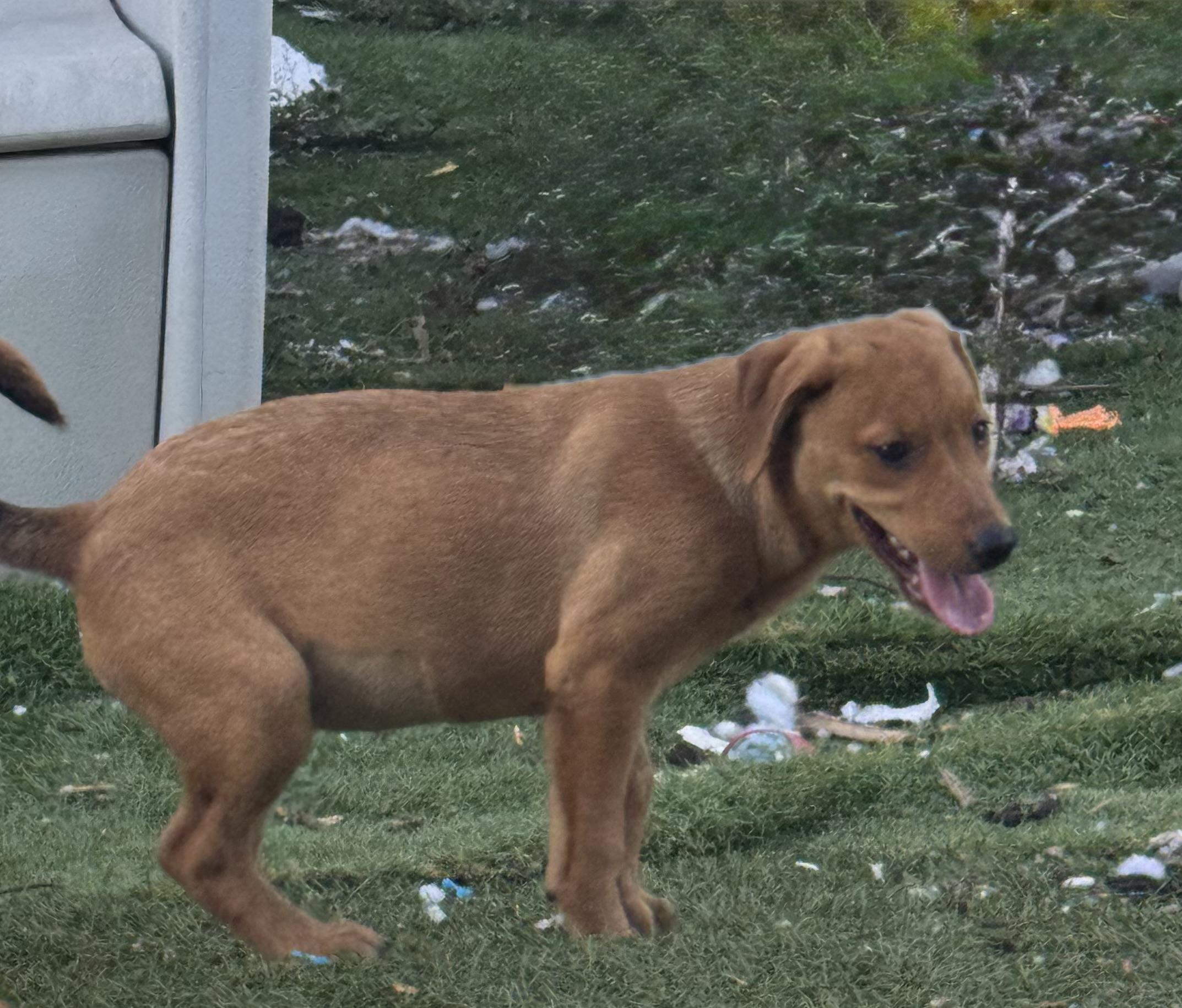 Buzz, Adoptable, Young Male Labrador Retriever & Black Mouth Cur.