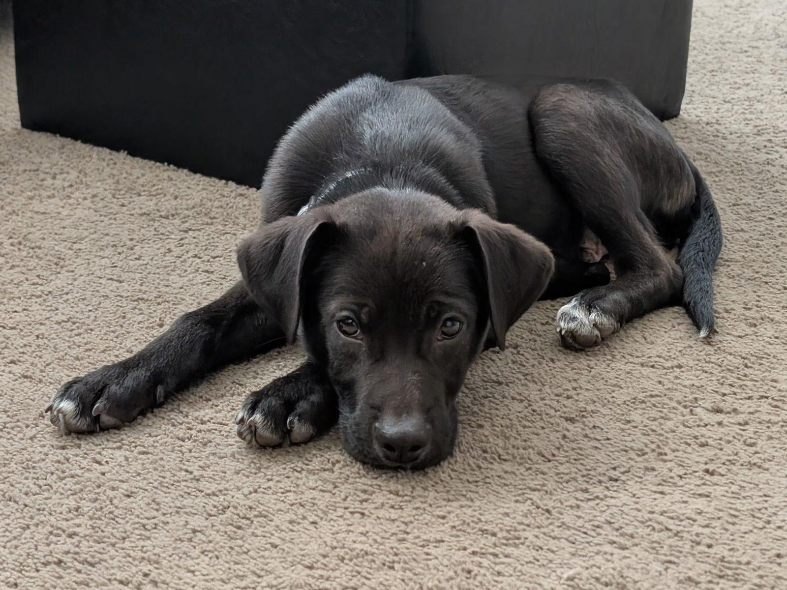 Enlarge Murphy D6125, a Adoptable Labrador Retriever in minneapolis, MN image 1/3